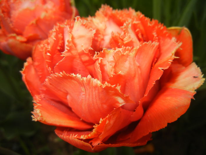 Tulipa Esprit (2015, April 22)