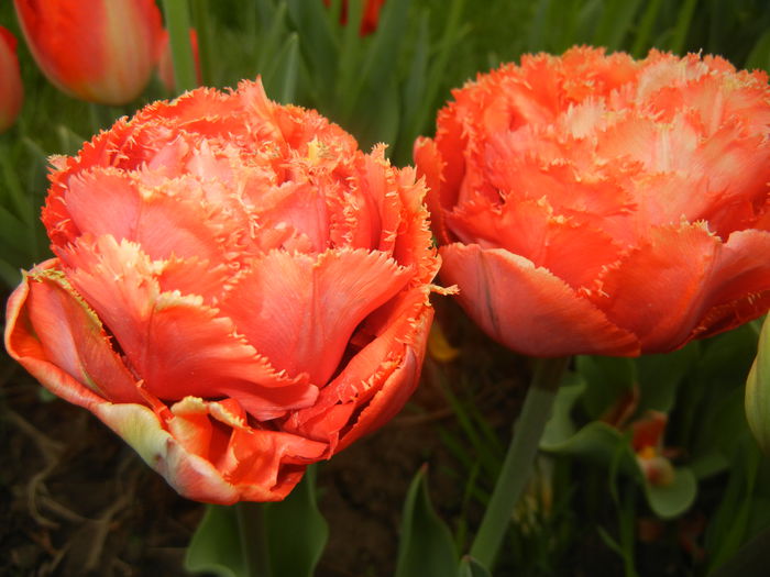 Tulipa Esprit (2015, April 22)