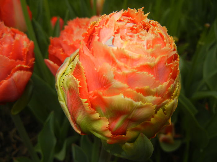 Tulipa Esprit (2015, April 22)