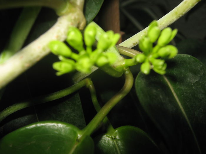 Bobocei Stephanotis - Flori 2015