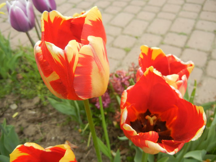 Tulipa Banja Luka (2015, April 22) - Tulipa Banja Luka