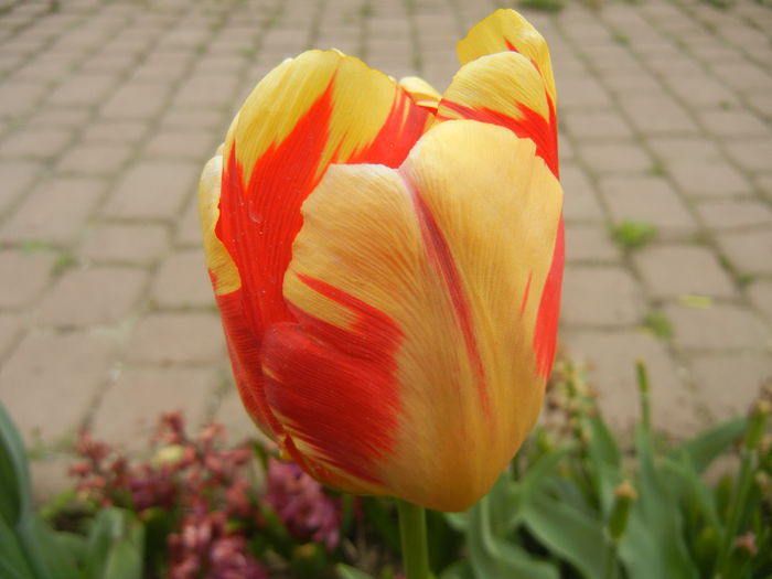 Tulipa Banja Luka (2015, April 22)