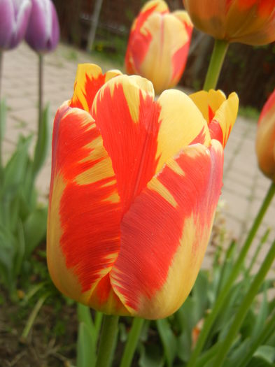 Tulipa Banja Luka (2015, April 22)