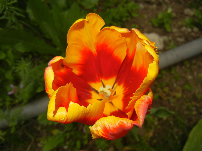 Tulipa Bright Parrot (2015, April 22)
