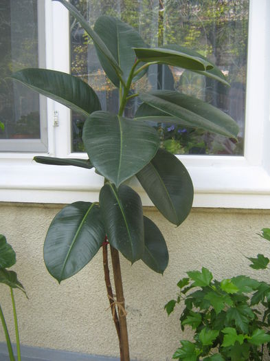 Ficus Elastica