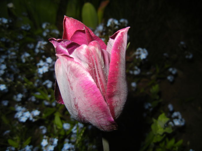 Tulipa Negrita (2015, April 24)