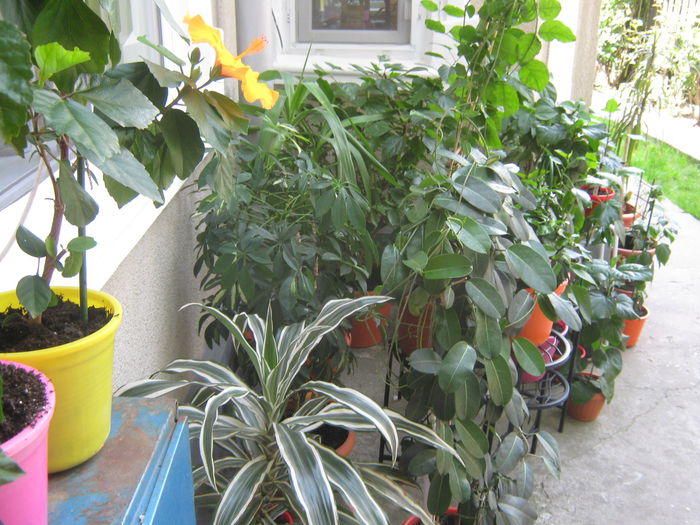 Picture My plants 2974