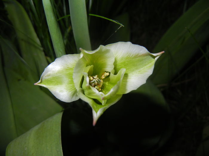 Tulipa Spring Green (2015, April 24)