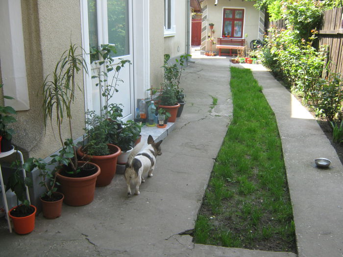 Picture My plants 2977