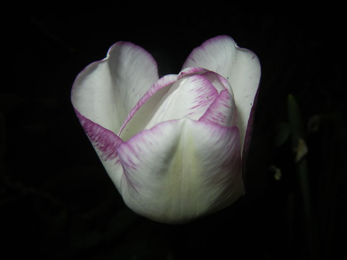 Tulipa Shirley (2015, April 24)