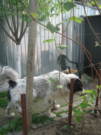 Picture My plants 2996