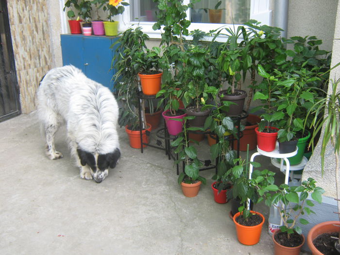 Picture My plants 3012 - Flori 2015