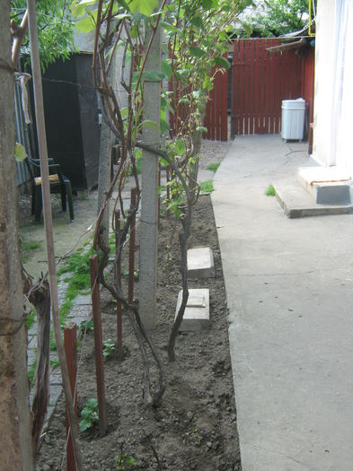 Picture My plants 3025