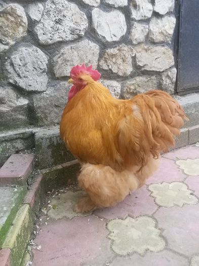 cocos Cochin Galben 2 - Pasari