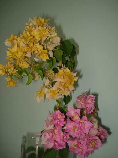 DSC00657 - BOUGAINVILLEA