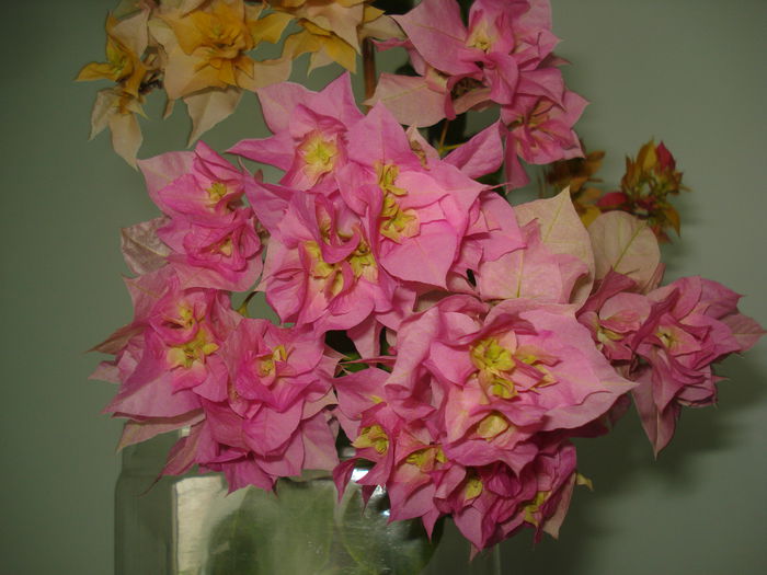 DSC00658 - BOUGAINVILLEA
