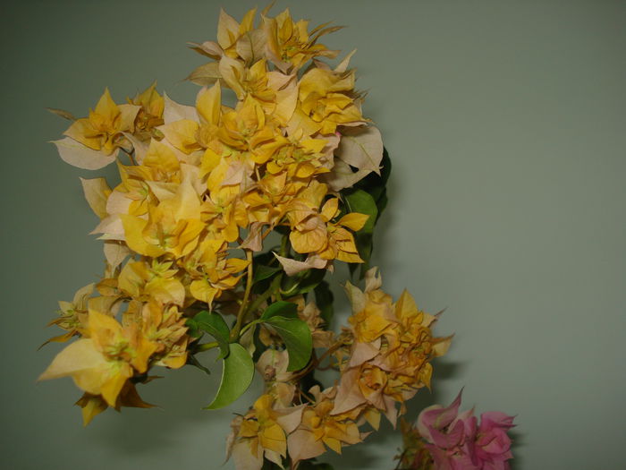 DSC00659 - BOUGAINVILLEA