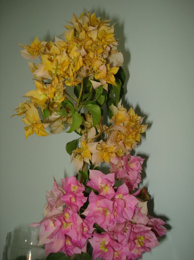 DSC00661 - BOUGAINVILLEA