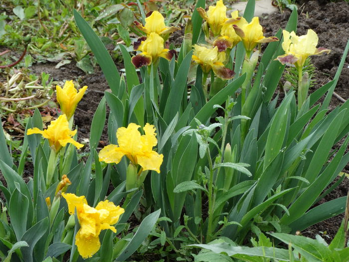 3.05.2015 cand soare cand ploaie - b-primavara 2015