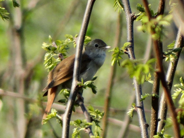 cea mai guraliva e privighetoarea - a-vizitatorii gradinii-2015