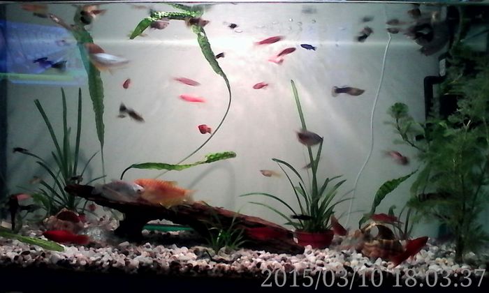 IMG_20150310_180337 - Acvariul meu