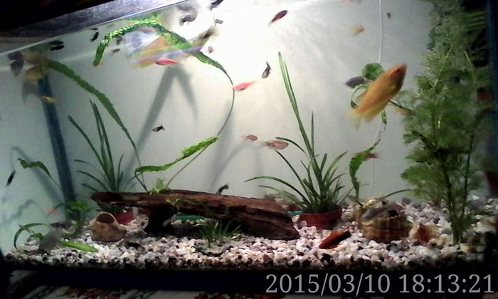 IMG_20150310_181321 - Acvariul meu