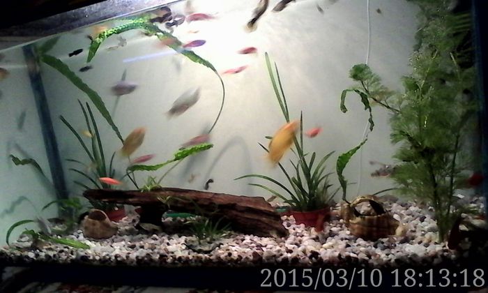 IMG_20150310_181318 - Acvariul meu