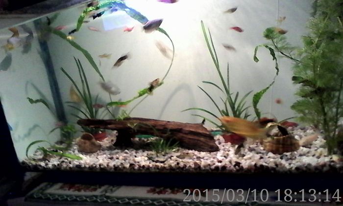 IMG_20150310_181314 - Acvariul meu