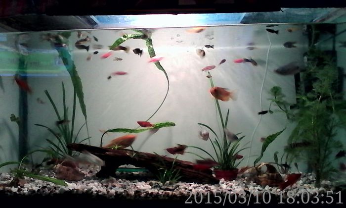 IMG_20150310_180351 - Acvariul meu