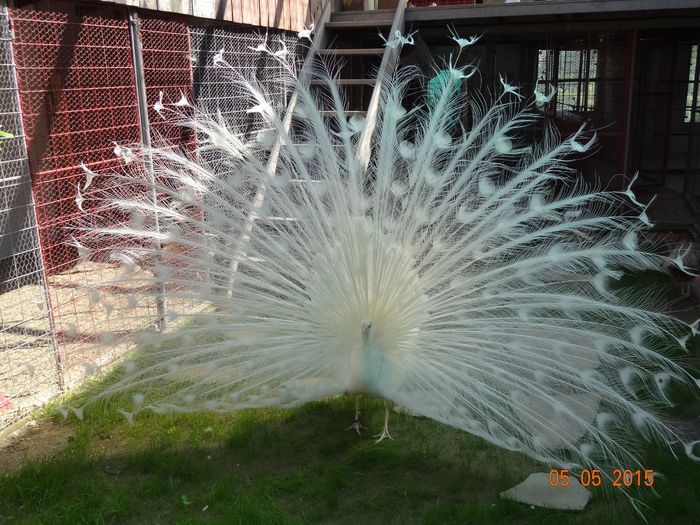 DSC07905