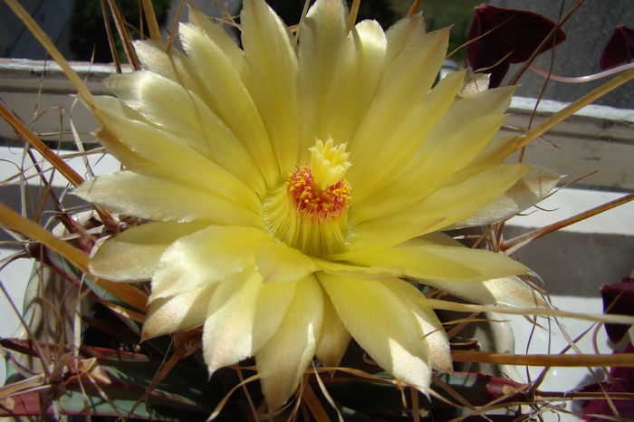 DSC08465 - Cactusi 2013