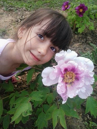 fiica mea bujor roz lila si in spate purpuriu movuliu - Bujori arbustivi 2014- 2015