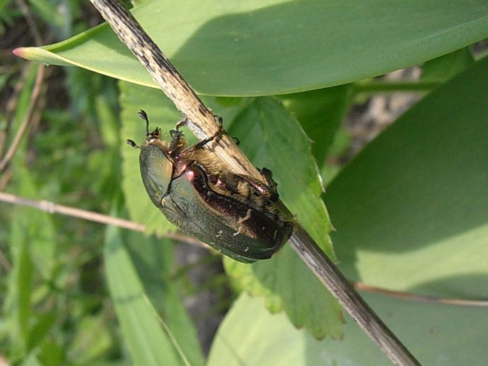 P5050018