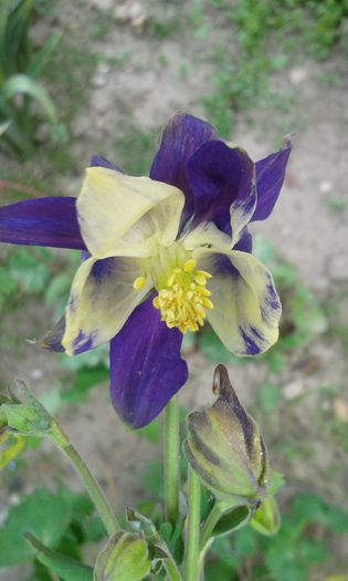 Aquilegia-Caldarusa