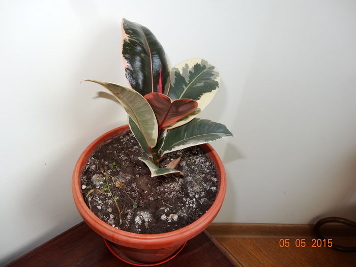 ficus