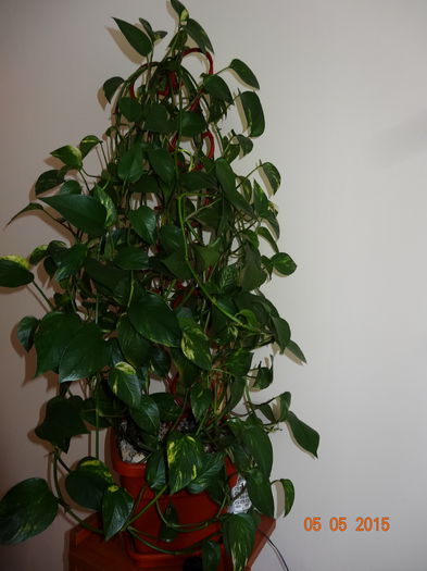 Scindapsus aureus, iedera dracului - plante de interior