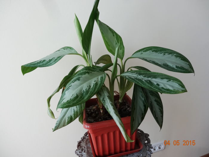 aglaonema