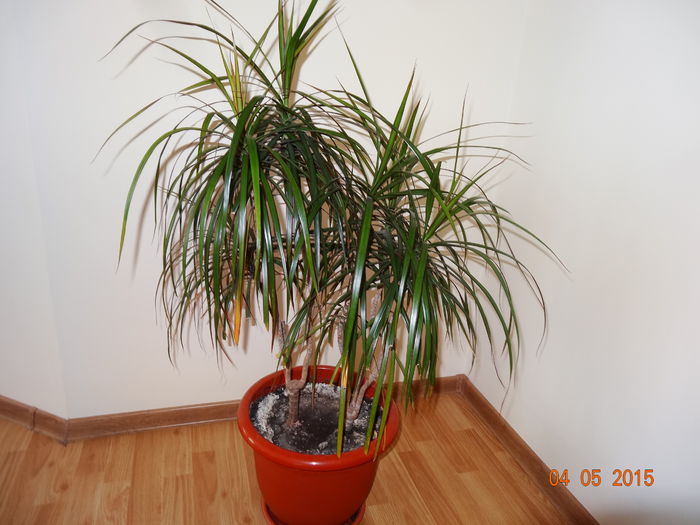 dracena marginata ,,bicolor'' - plante de interior