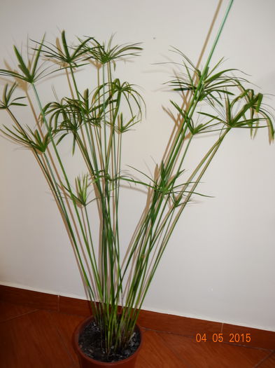 Cyperus  (Papirus)