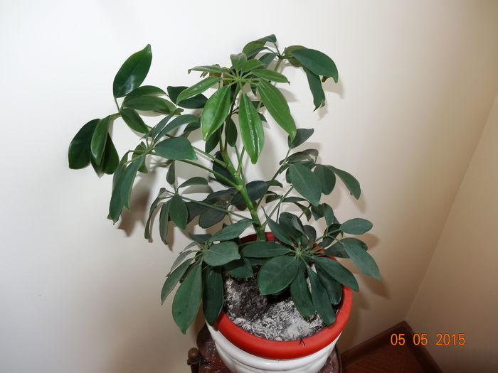 Schefflera - plante de interior