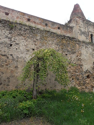 P5040079 - CALEIDOSCOP