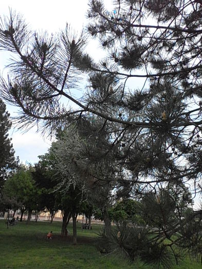 P5040346 - CALEIDOSCOP