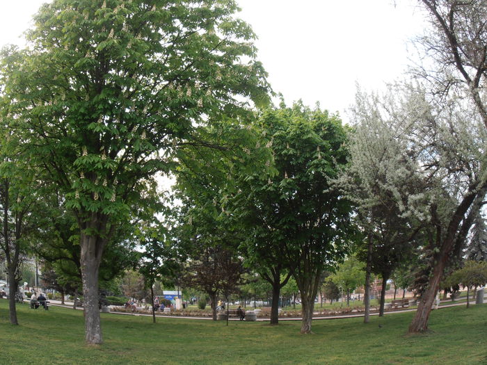 P5040482 - CALEIDOSCOP