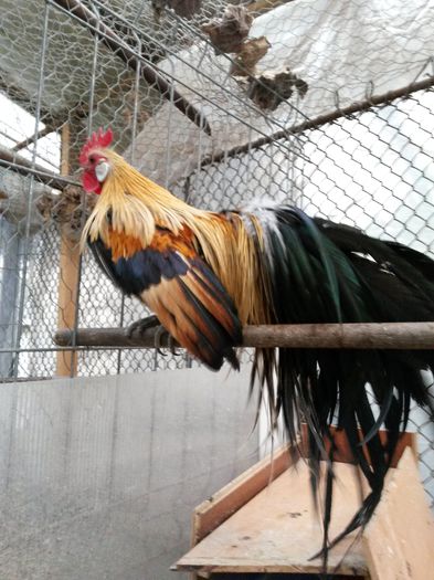 20150421_200332 - PHOENIX  ORANGE-AURIU-arhiva