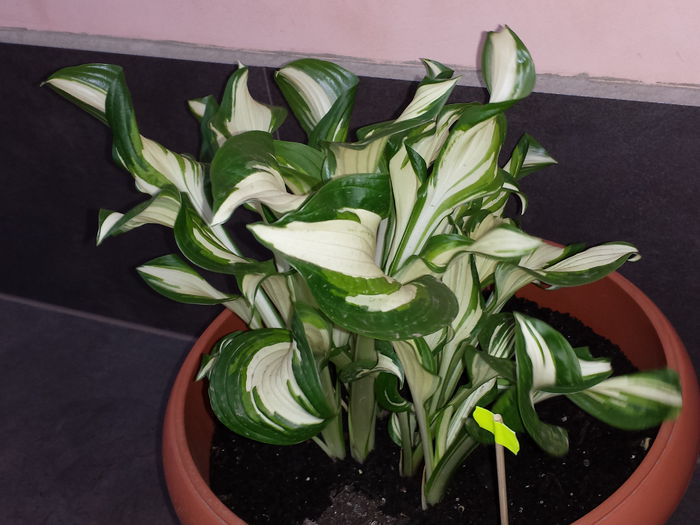 90 - HOSTA - 2015 - 2020