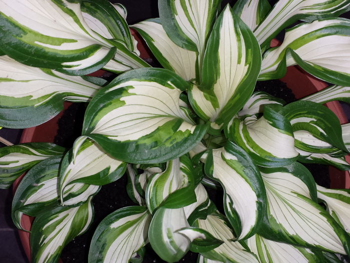 99 - HOSTA - 2015 - 2020