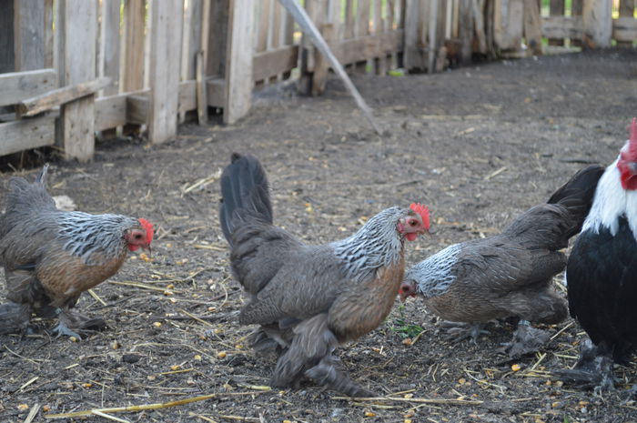 mii de flori argintiu