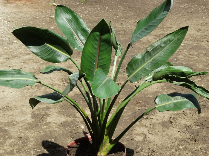 strelitzia