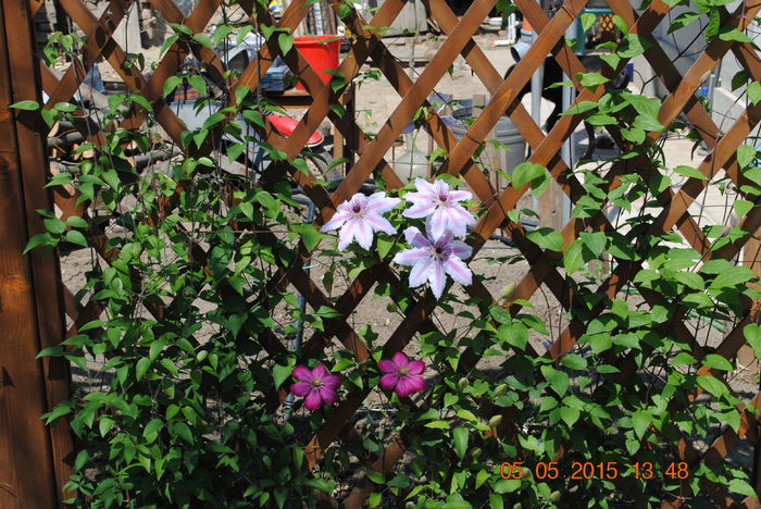 DSC_0213 - Clematis