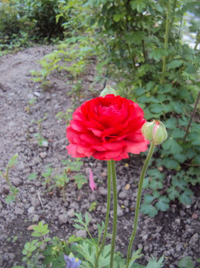 Ranunculus